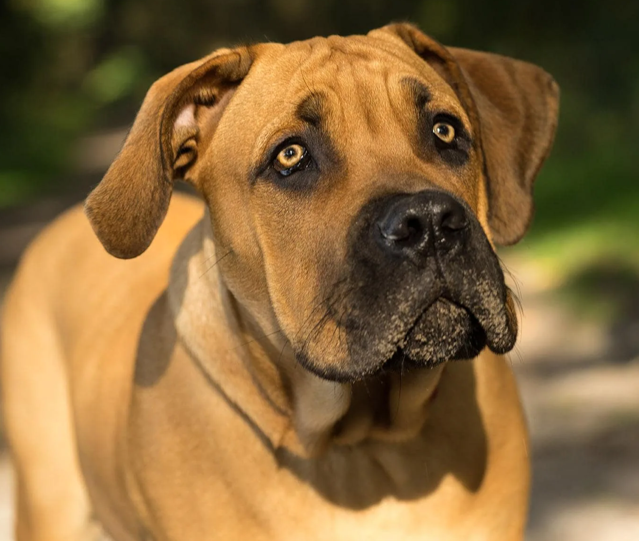 Boerboel